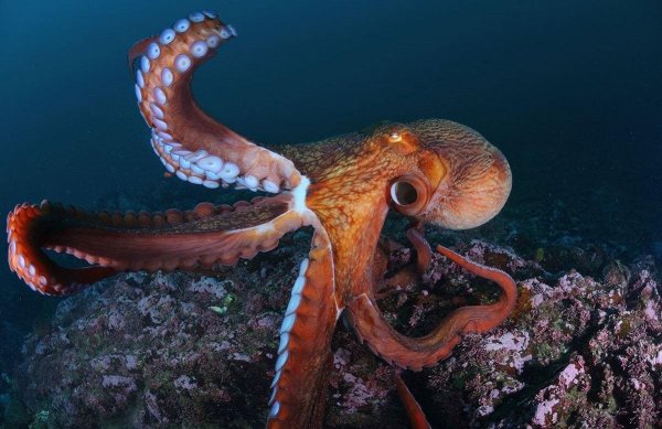 Морская звезда на коралловых рифах