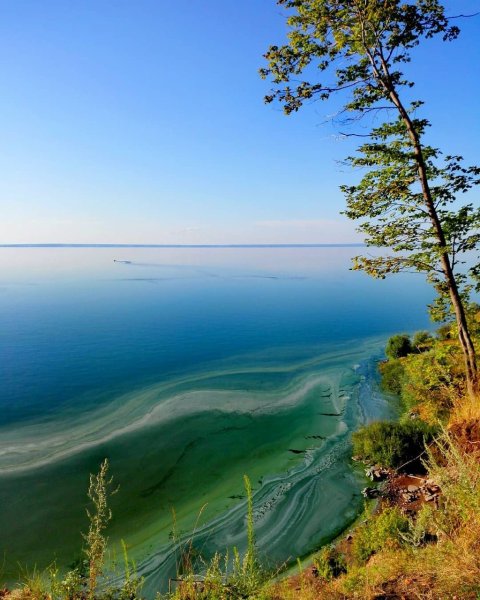 Волга зацвела Ульяновск