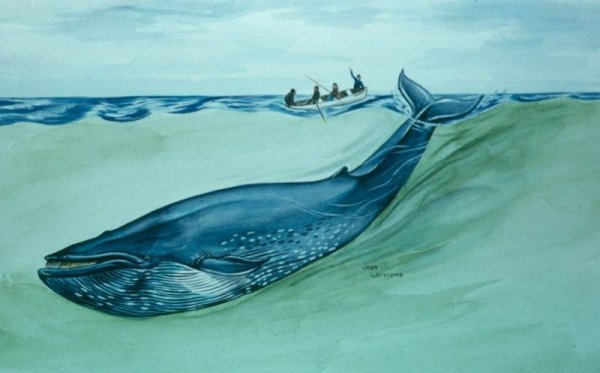 Синий кит рисунок