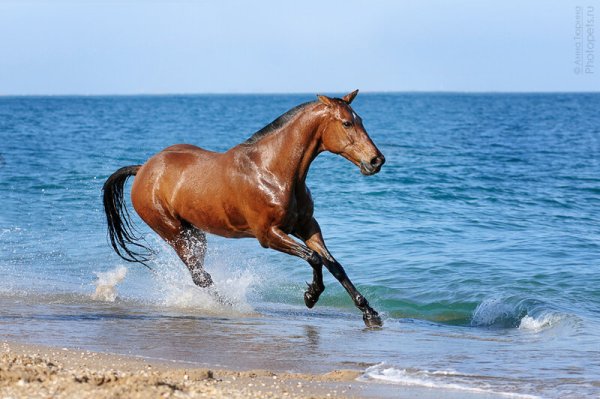 Конь на берегу