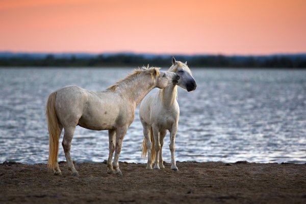 Две лошади на море