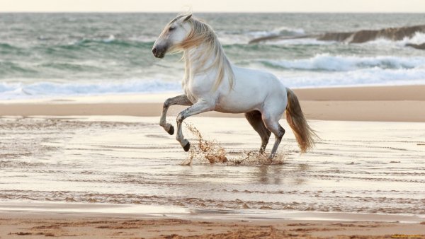 Конь на берегу