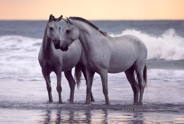 Серая лошадь и море
