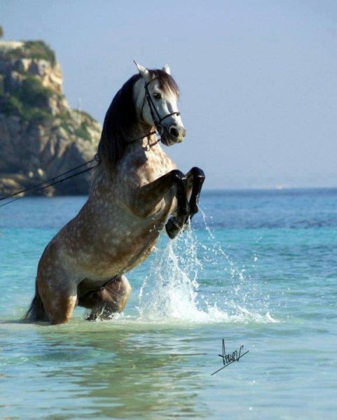 Конь на дыбах море
