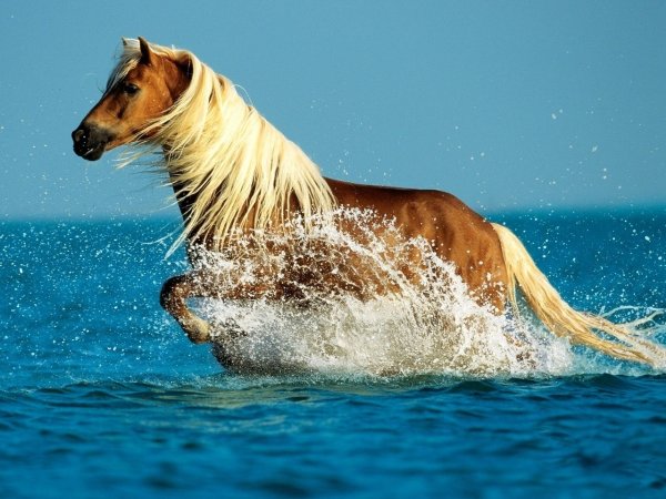 Лошадь мчится