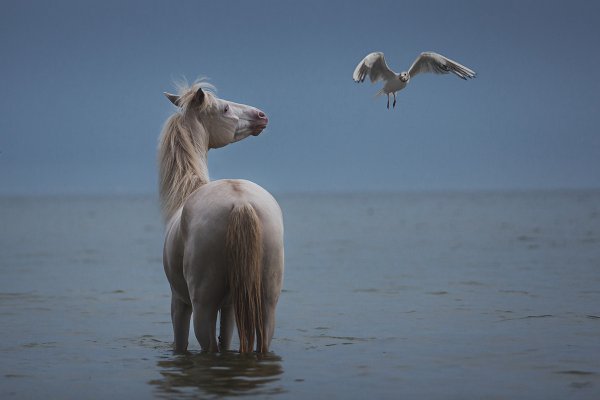 Лошадь скачет