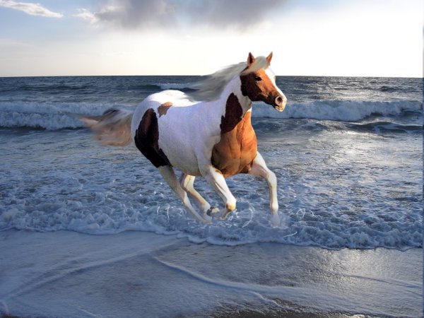 Белый конь на море