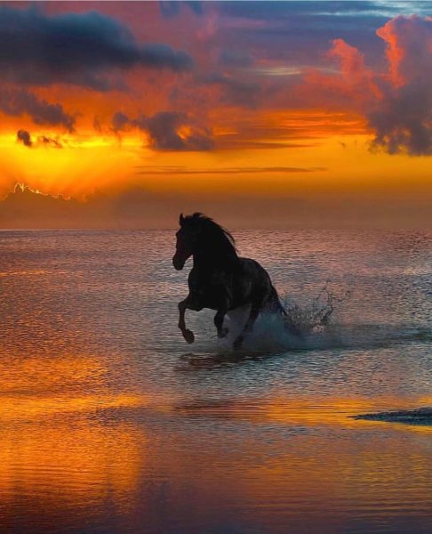 Дикие французские лошади Камаргу