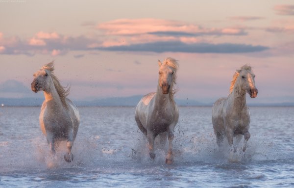 Конь на берегу