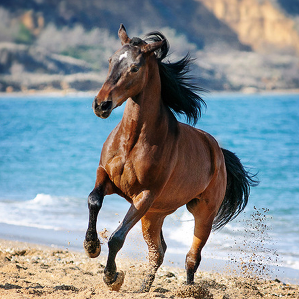 Лошадь бежит по воде