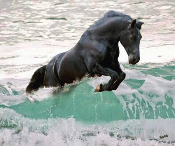 Лошадь бежит по воде