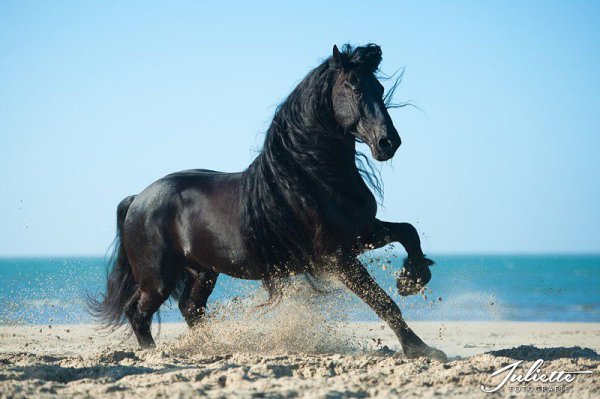 Конь на берегу