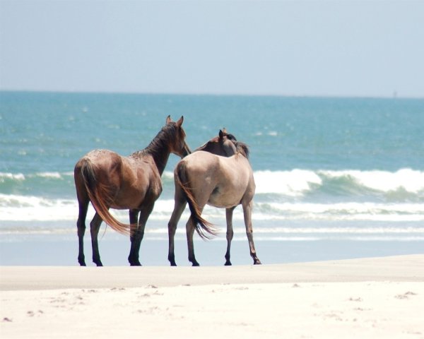 «Лошади в океане» Николая Гусарова
