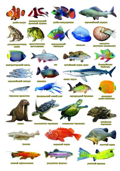 Морские обитатели с названиями для детей
