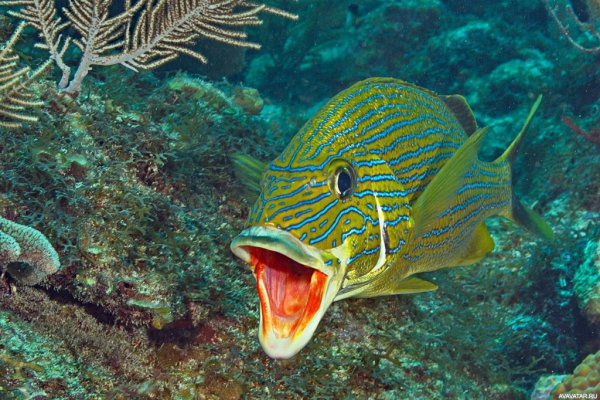 Желтохвостый луциан