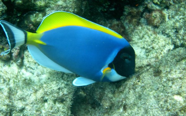 Красивые рыбы океана