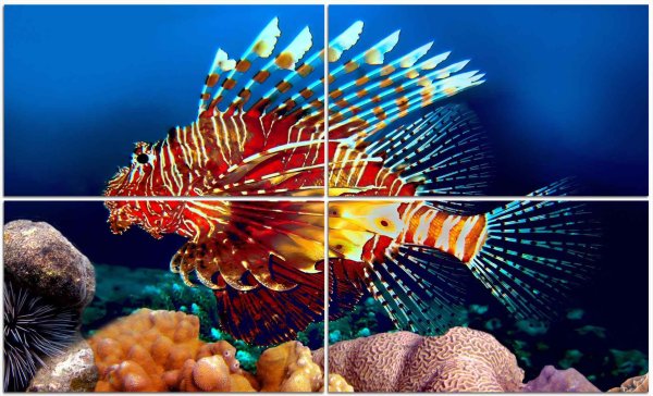 Красивые рыбы