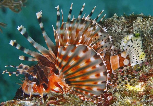 Морские обитатели мелководий