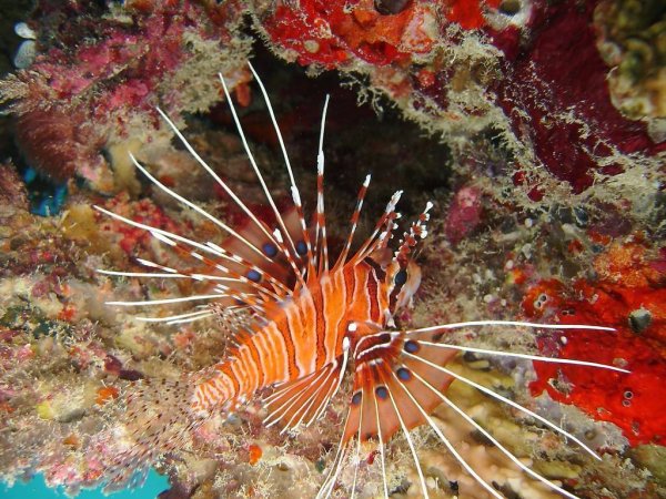 Pterois antennata — антенновая крылатка