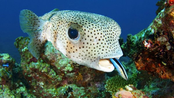 Чернопятнистый сладкогуб