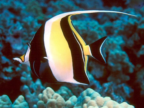 Мавританский идол рыба занкл