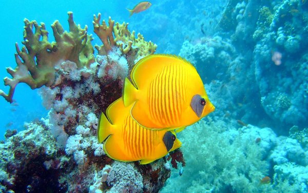 Рыбки красного моря