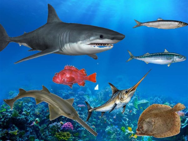 Морские жители для дошкольников