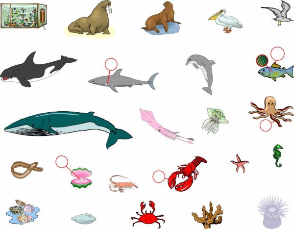 Карточки обитатели морей и океанов