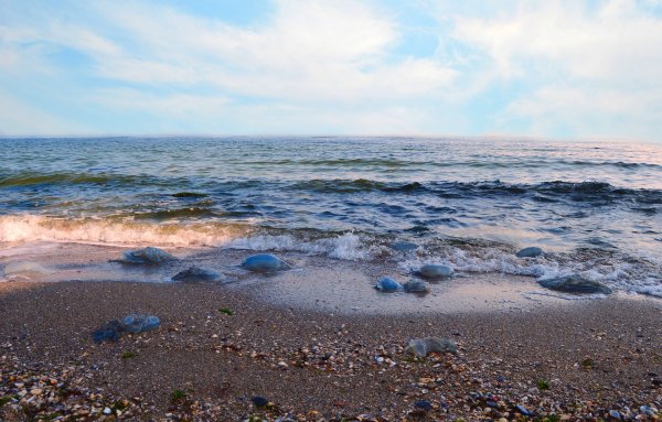 Чайка Балтийское море