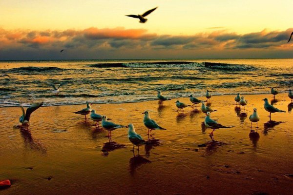 Море солнце Чайки