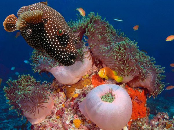 Большой Барьерный риф сверху