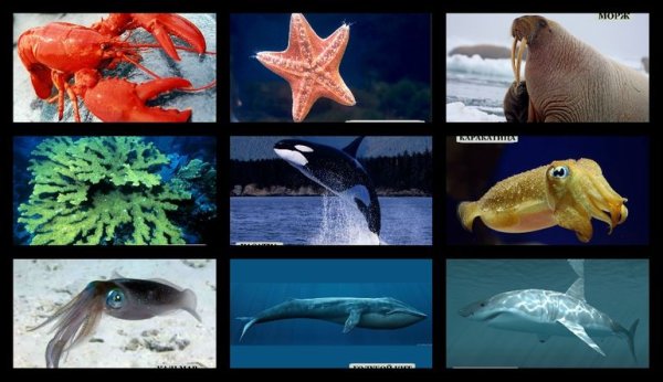 Морские обитатели и их названия