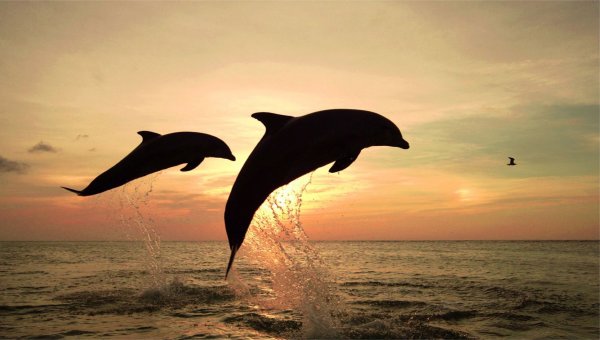 Дельфин в море