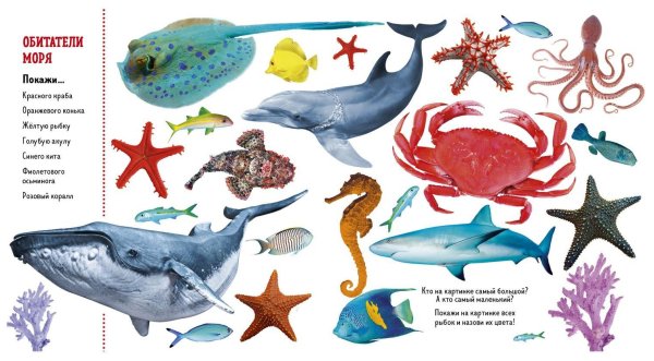 Обитатели морей и океанов для детей