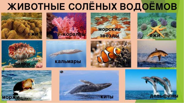 Обитатели соленых водоемов