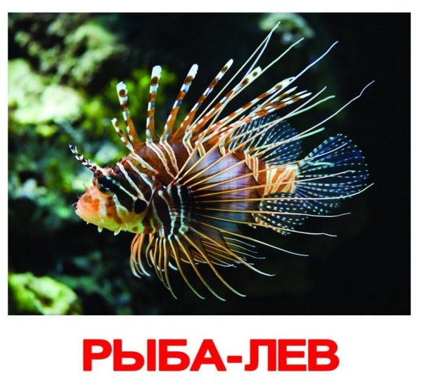 Морские обитатели с названиями для детей