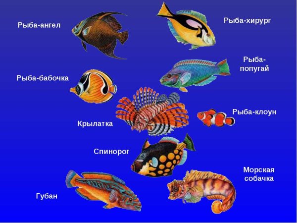 Морская рыба названия