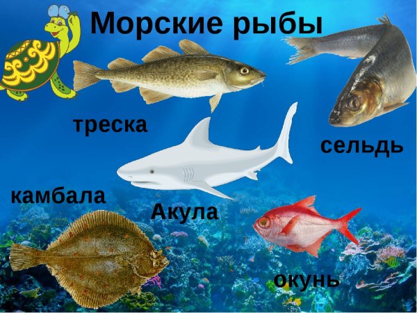 Рыбы Пресноводные и морские для детей
