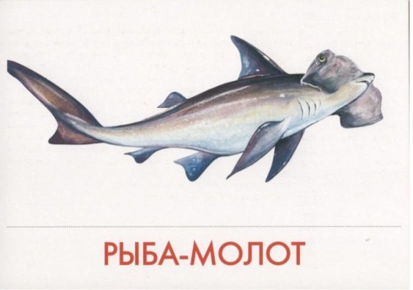 Карточки рыбы для детей
