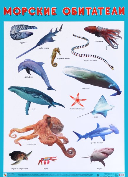 Морские обитатели с названиями для детей
