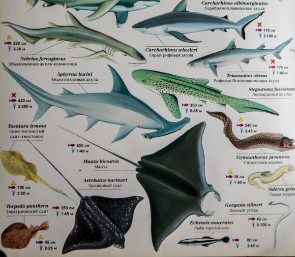 Обитатели океанов для детей