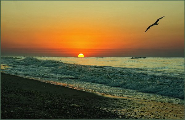 Чайки над морем