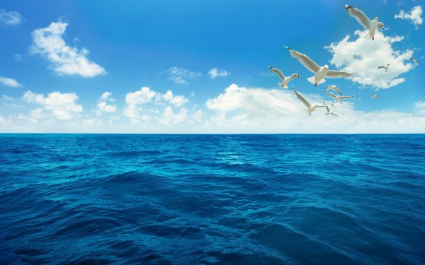 Море небо Чайки