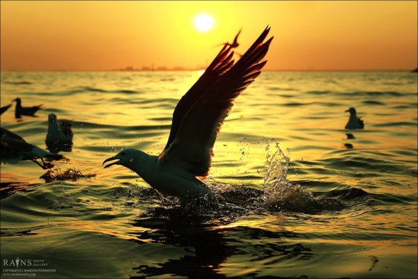 Море Чайки закат