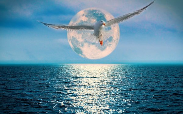 Птица на берегу моря