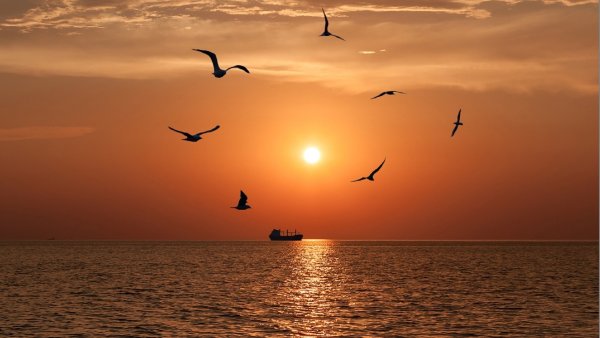 Море, птицы, человек