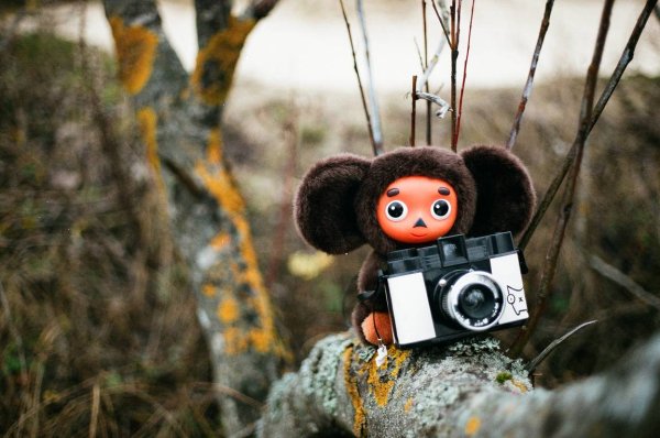 Чебурашка (персонаж)