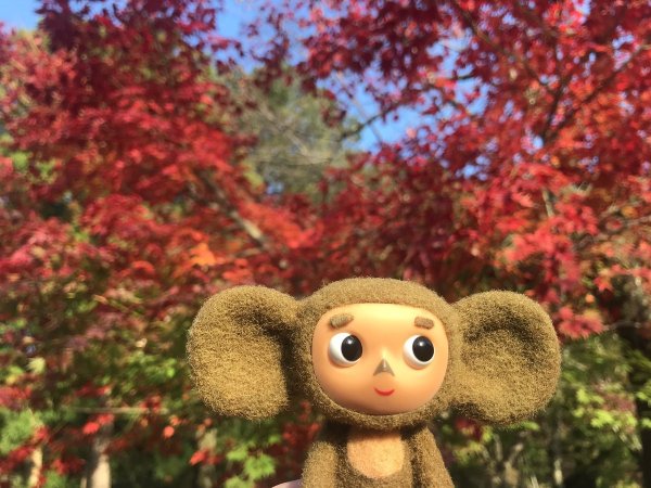 Серж Чебурашка