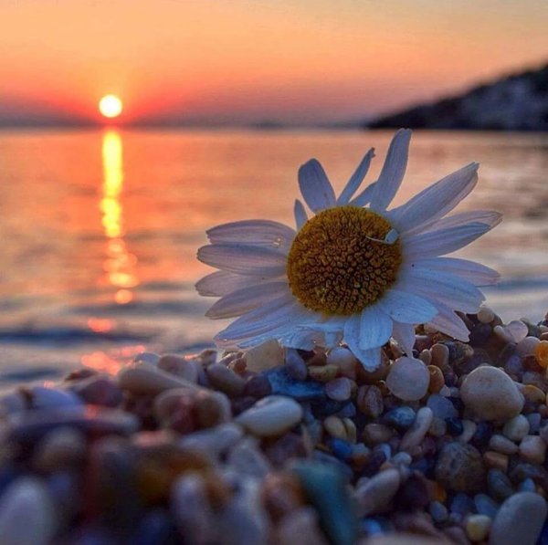 Ромашки на солнце у моря