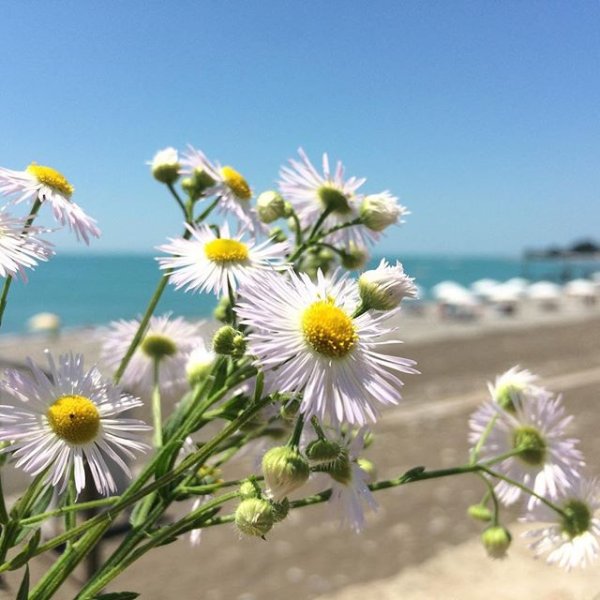 Ромашки на солнце у моря